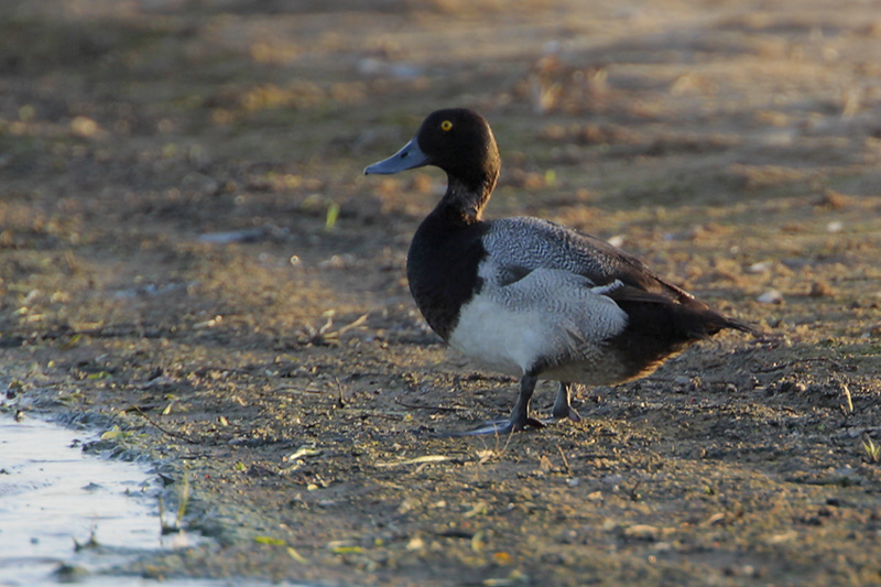 Lesser Scaup