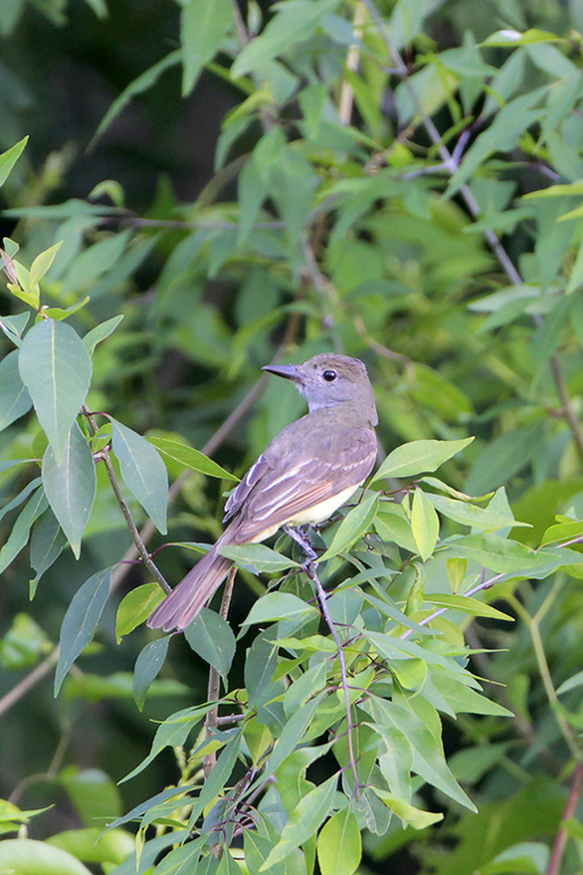 Great Crested Flycatcher