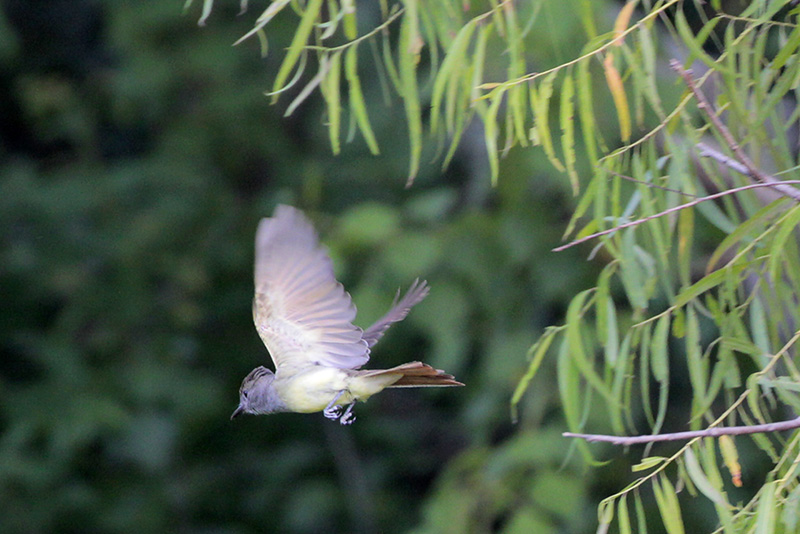 Great Crested Flycatcher