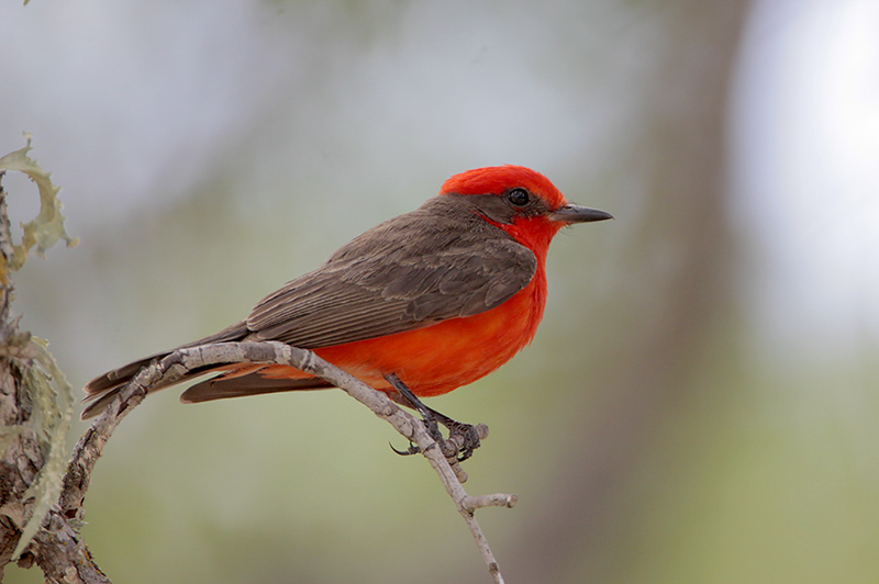 Vermilion Flycatcher
