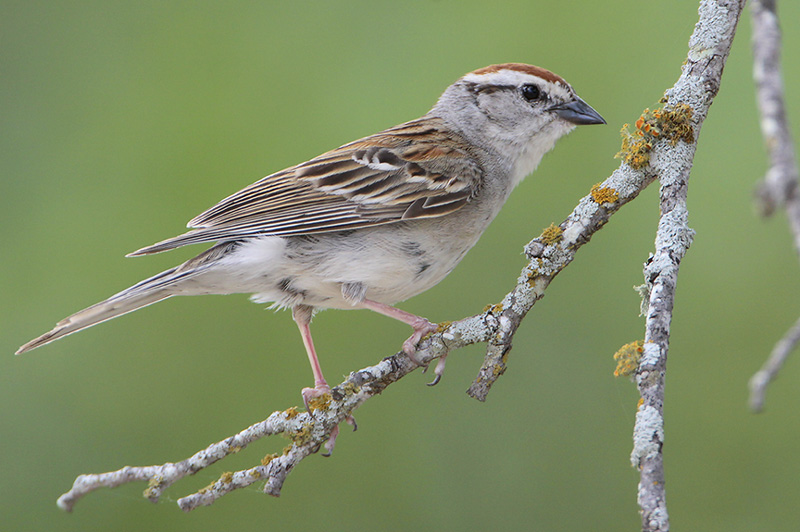 Chipping Sparrow