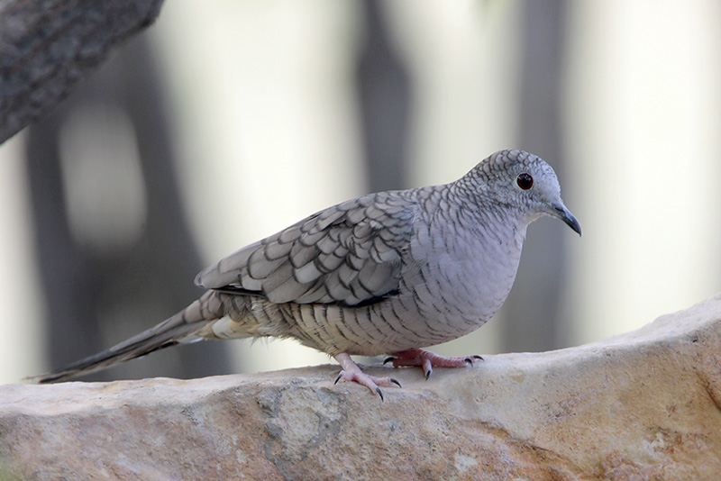 Inca Dove