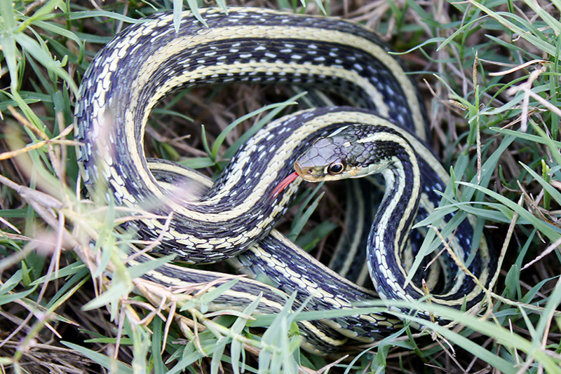 Gulf Coast Ribbon Snake
