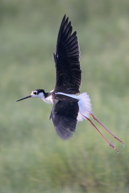 Black-necked Stilt