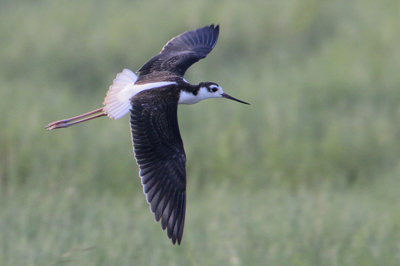 Black-necked Stilt