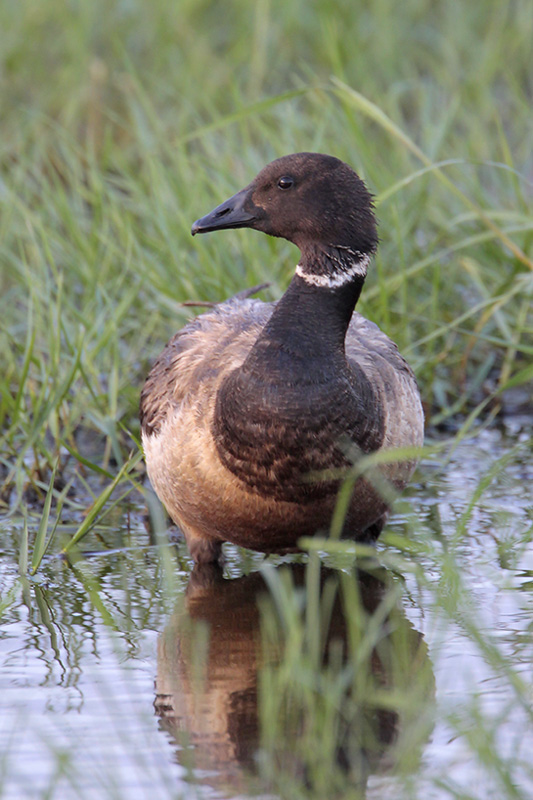 Brant