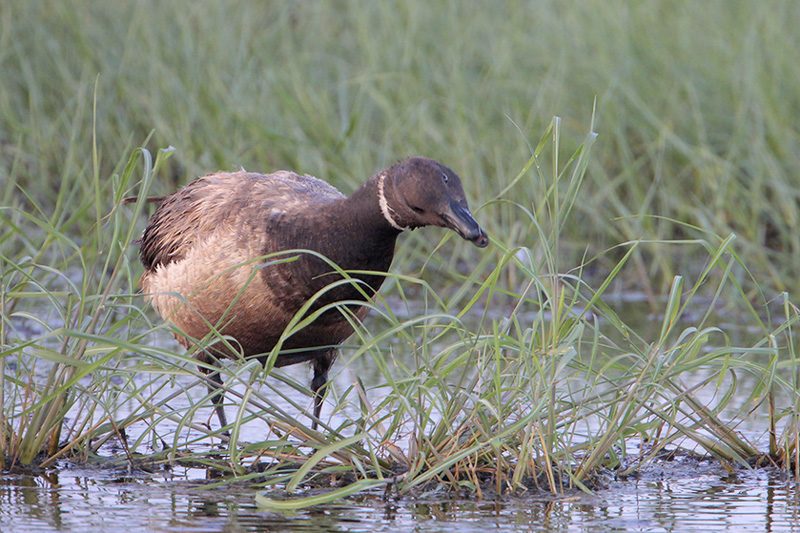 Brant