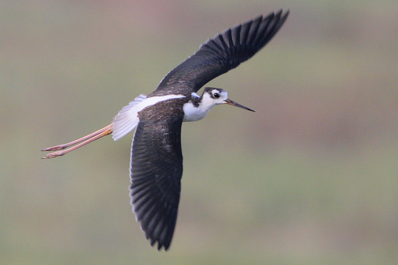 Black-necked Stilt