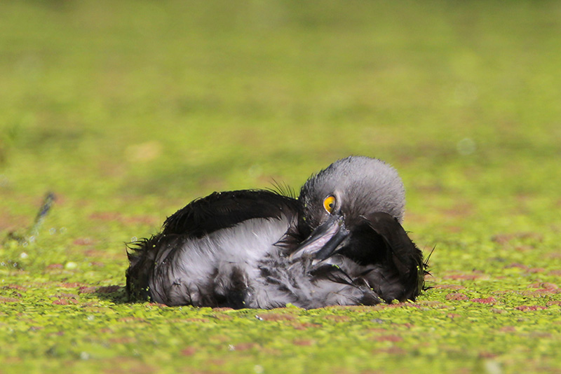 Least Grebe