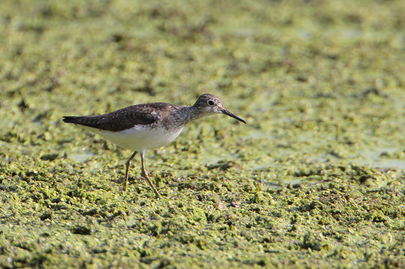 Solitary Sandpiper