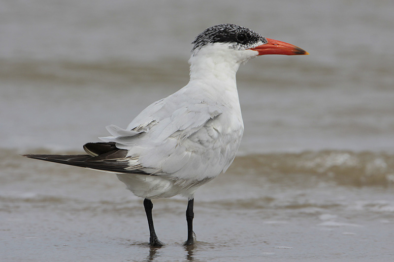 Caspian Tern