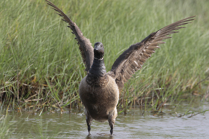 Brant