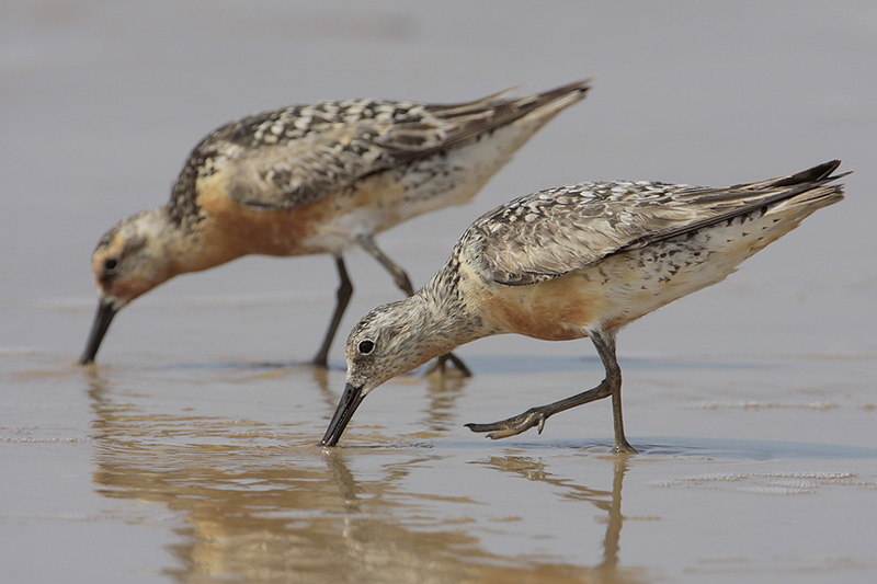 Red Knot