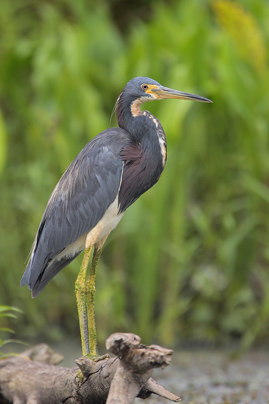Tricolored Heron