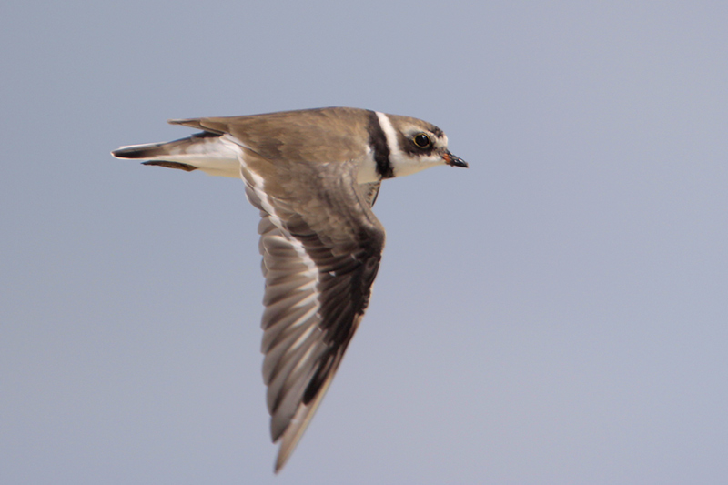 Semipalmated Plover