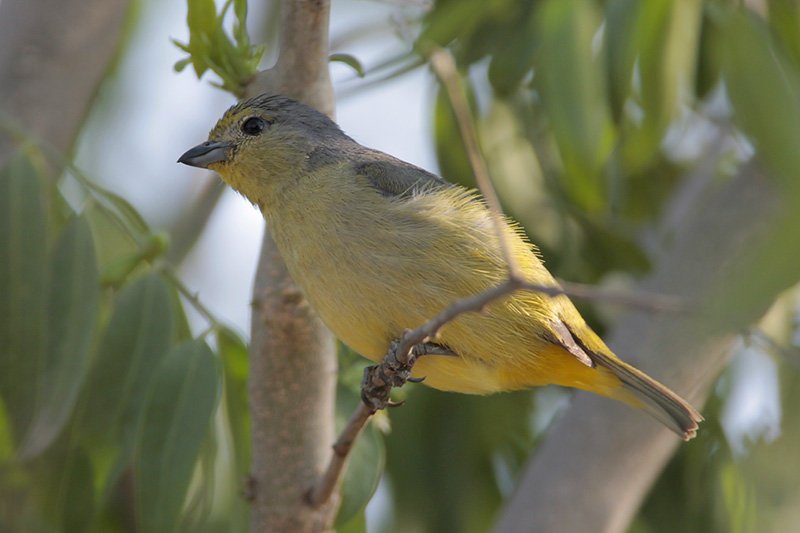 Scrub Euphonia