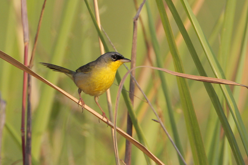 Gray-crowned Yellowthroat
