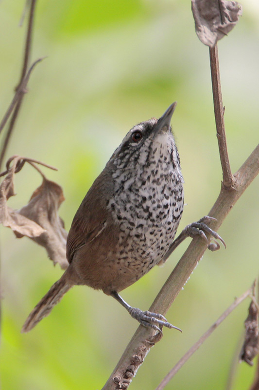 Spot-breasted Wren