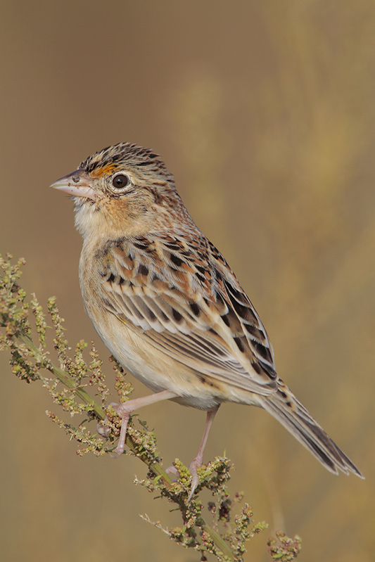 Grasshopper Sparrow