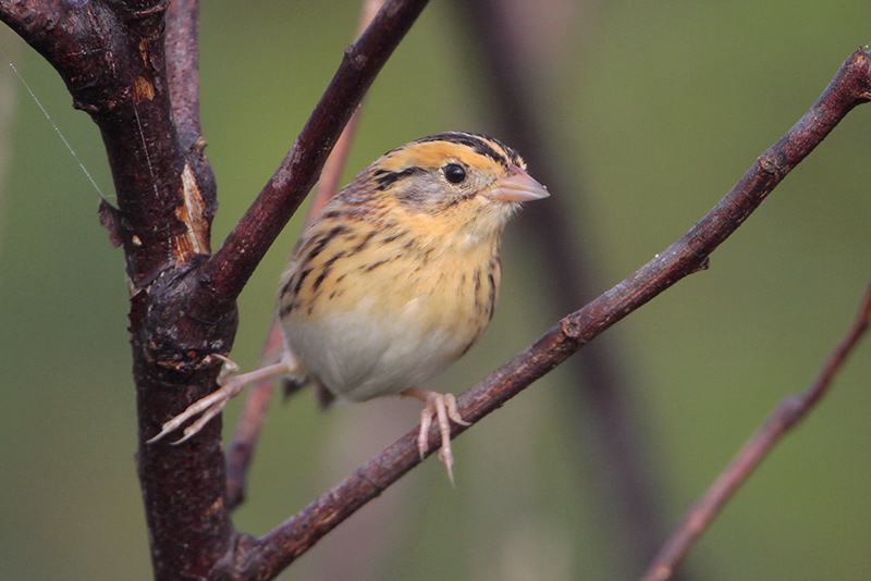 LeContes Sparrow