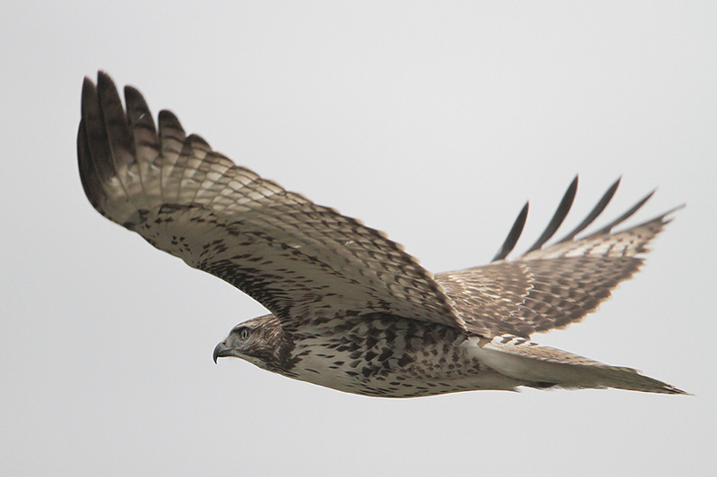 Red-tailed Hawk