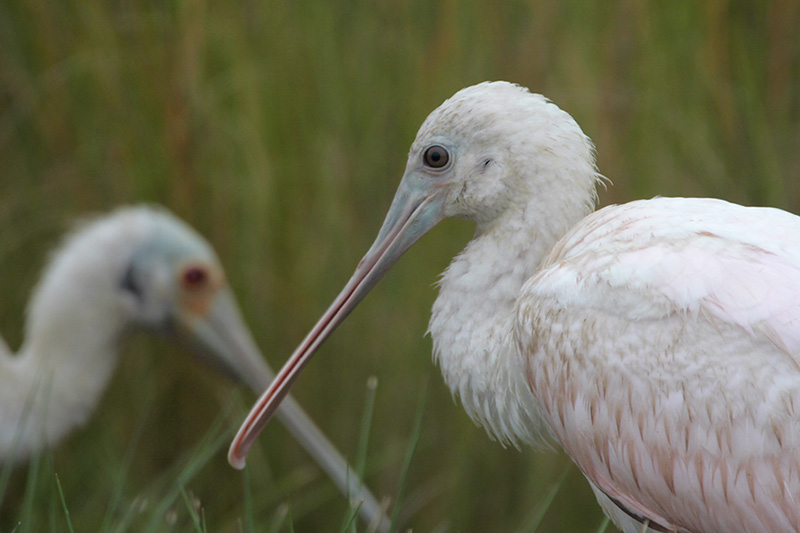 Roseate Spoonbill