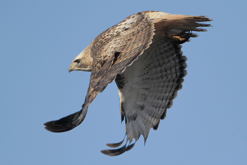 Red-tailed Hawk