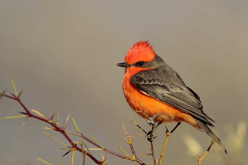 Vermilion Flycatcher