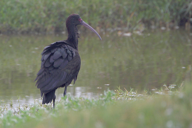 Puna Ibis