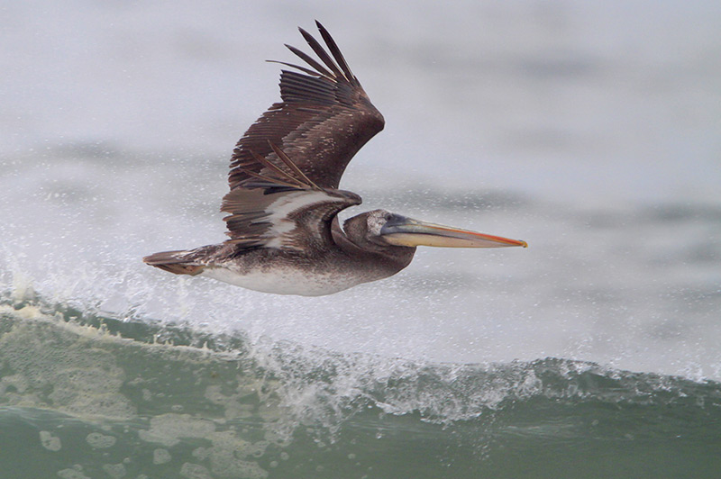 Peruvian Pelican