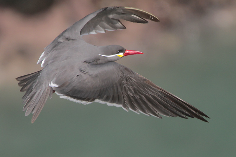 Inca Tern