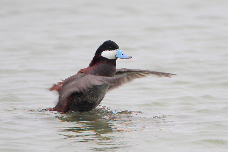 Ruddy Duck