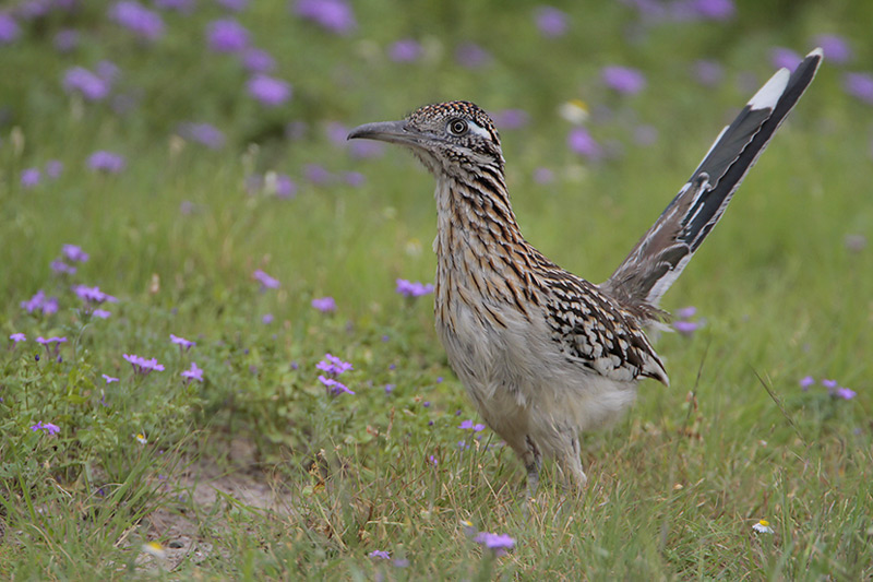 Greater Roadrunner