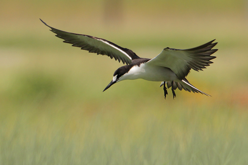 Sooty Tern