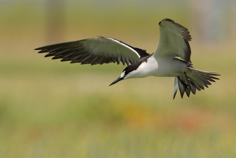 Sooty Tern