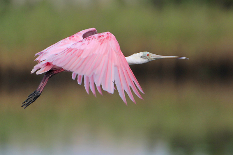 Roseate Spoonbill