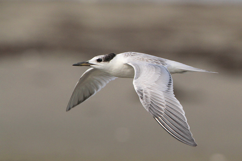 Sandwich Tern