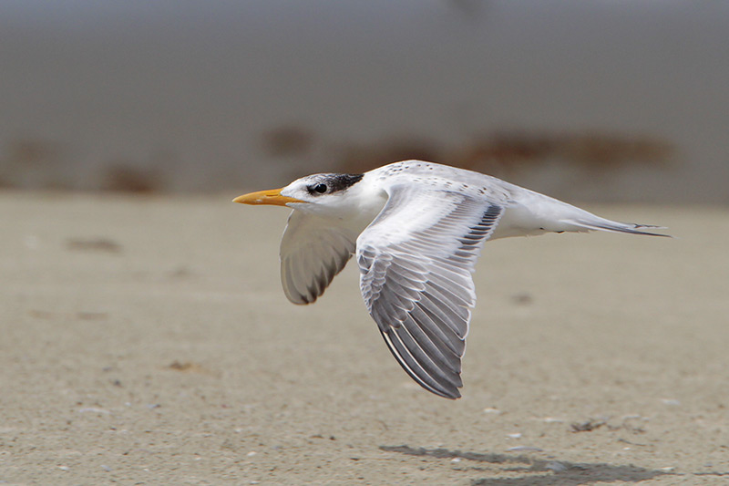 Royal Tern