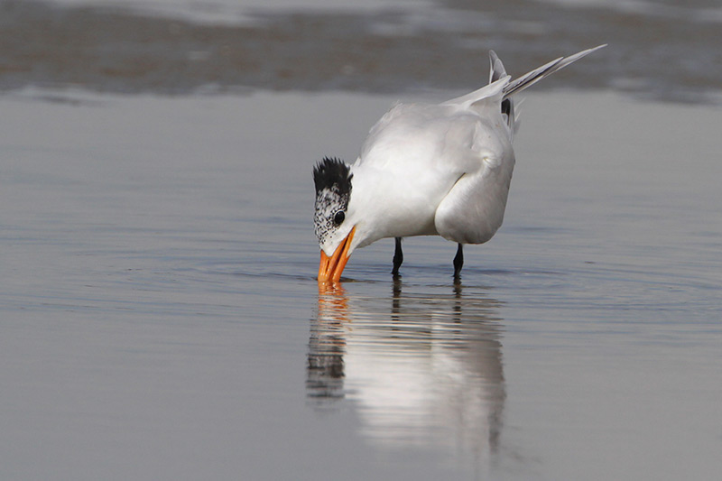 Royal Tern