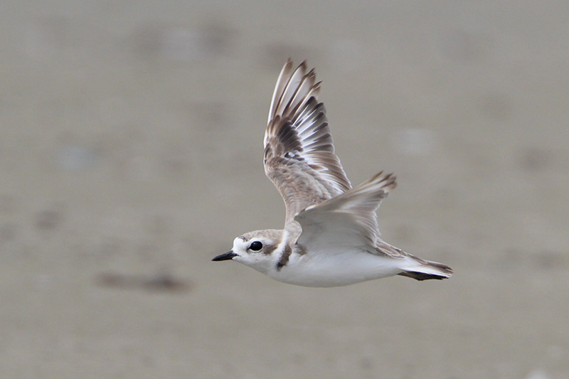 Snowy Plover