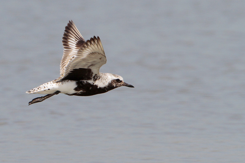 Black-bellied Plover