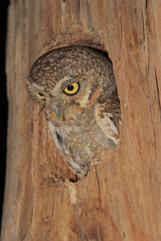Elf Owl