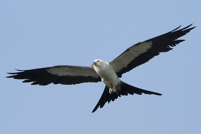 Swallow-tailed Kite