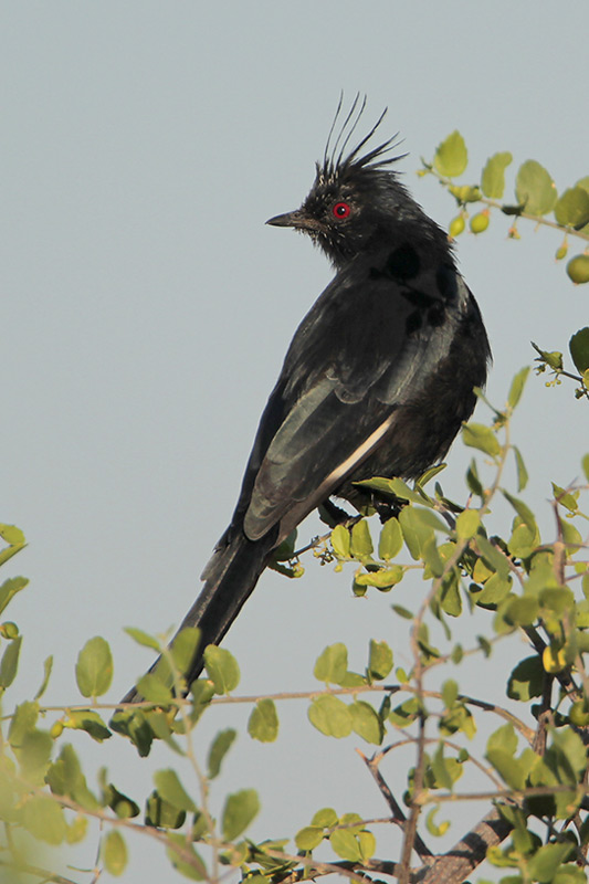 Phainopepla