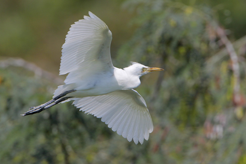 Cattle Egret
