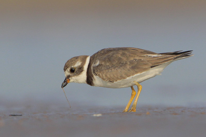 Semipalmated Plover