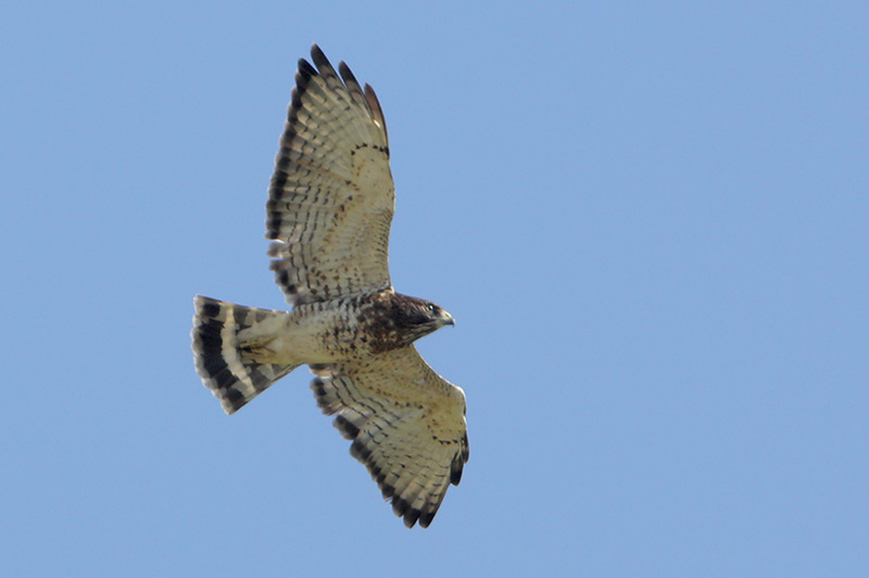 Broad-winged Hawk