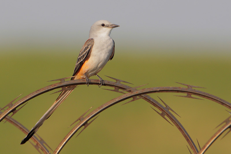 Scissor-tailed Flycatcher