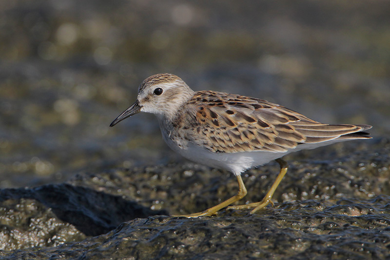 Least Sandpiper