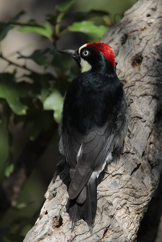 Acorn Woodpecker